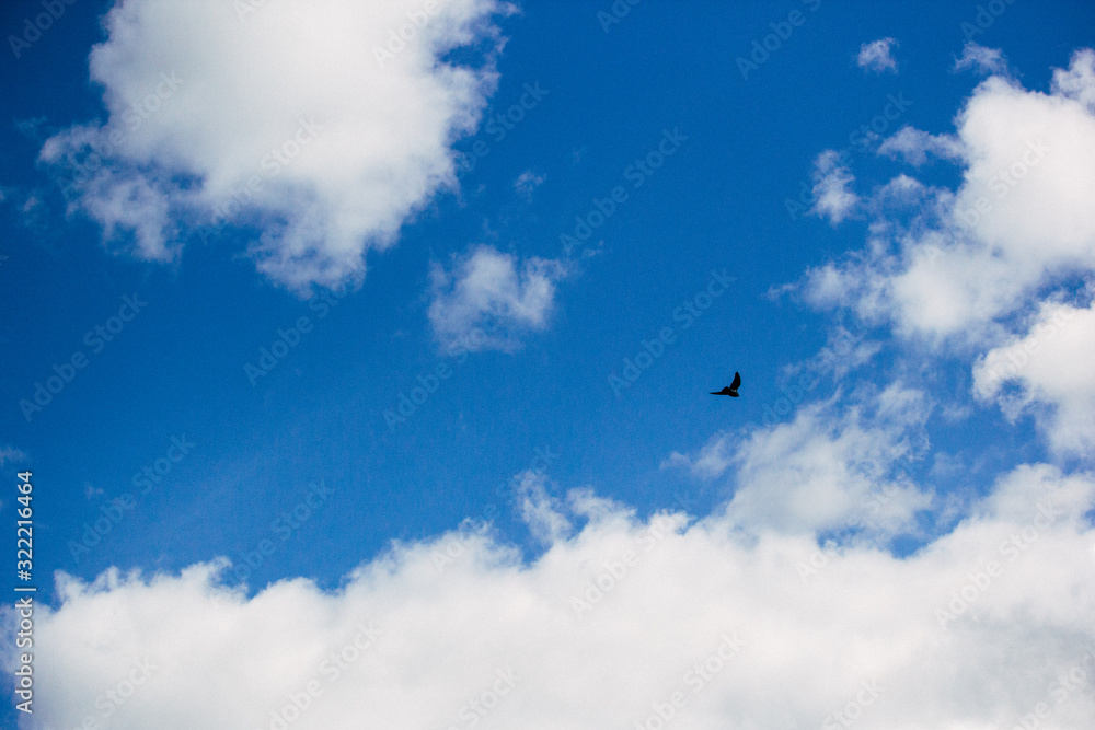 Blue sky with black bird