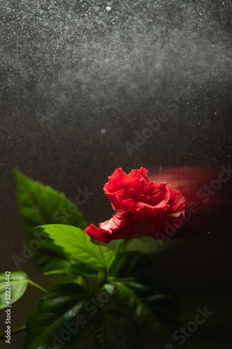 red hibiscus flower on dark background with water spray