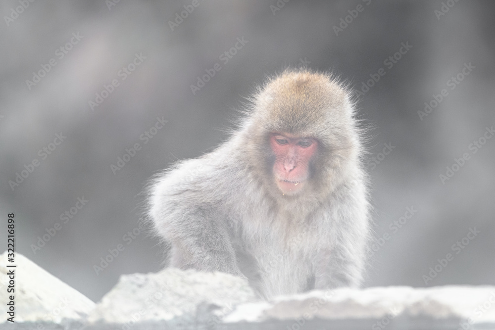 japanese macaque (snow monkey) portrait