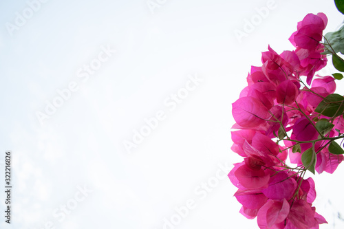  bougainvillea with blue sky background