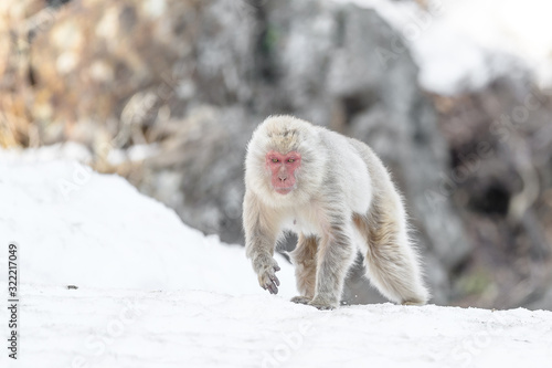 japanese macaque walking on the snow  snow monkey  portrait