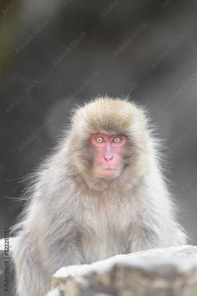 japanese macaque (snow monkey) portrait