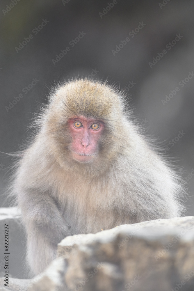 japanese macaque (snow monkey) portrait japanese macaque (snow monkey) portrait