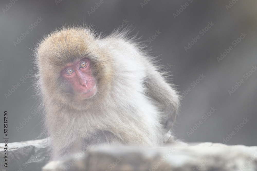 Naklejka premium japanese macaque (snow monkey) portrait