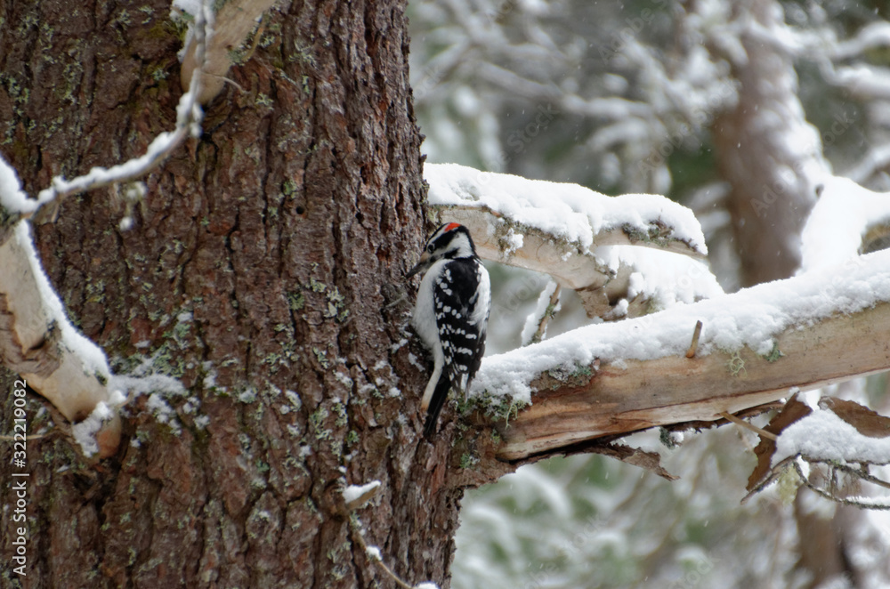 Hairy Woodpecker (Dryobates villosus) on a tree trunk Hairy Woodpecker (Dryobates villosus) on a tree trunk