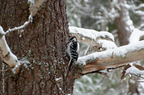 Hairy Woodpecker (Dryobates villosus) on a tree trunk