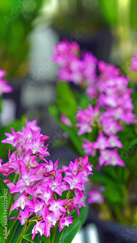Obraz na płótnie Dendrobium kingianum 
