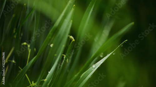 Foliage with water drops green background