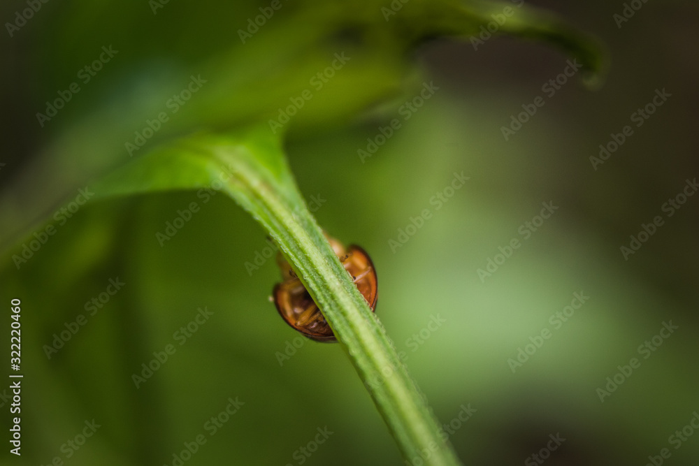 Ladybug on grass. Macro close up with nature background