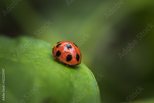 Close up of Beautiful Ladybug on grass in the morning. blurred nature background  © Rizal Kuswandi