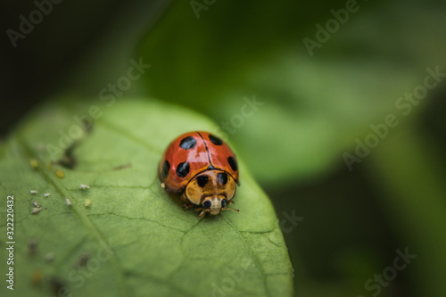 Close up of Beautiful Ladybug on grass in the morning. blurred nature background 