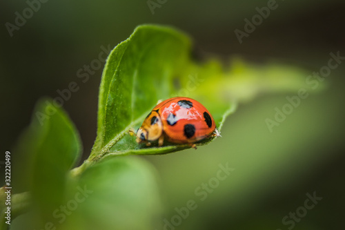 Close up of Beautiful Ladybug on grass in the morning. blurred nature background 