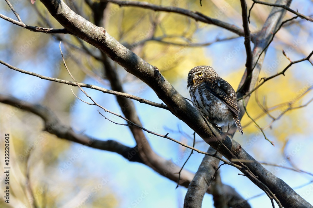 Barred Owlet(Collared Owlet Glaucidium brodiei),Endemic to Taiwan. Barred Owlet(Collared Owlet Glaucidium brodiei),Endemic to Taiwan.