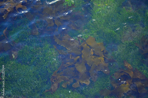 Seaweed growing in shallow water in Sydney Harbor Australia 