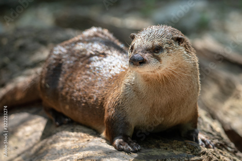 A cute river otter close up with wet fur after taking a dip in the water.