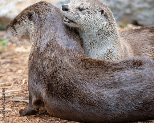 A pair of river otters playing and cleaning and resting with each other on a sunny day.