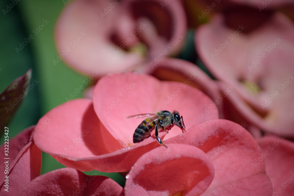 Abeja tomando polen