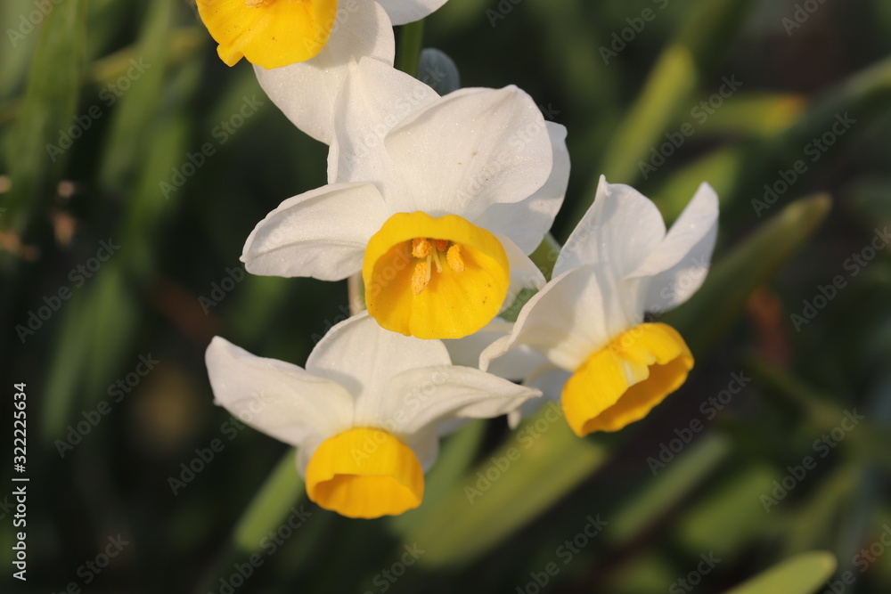 冬に咲く房咲きスイセンの花 冬に咲く房咲きスイセンの花