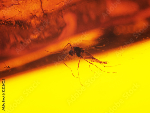 P1010012 Fossil insect (nonbiting midge) in Baltic amber cECP 2020 photo