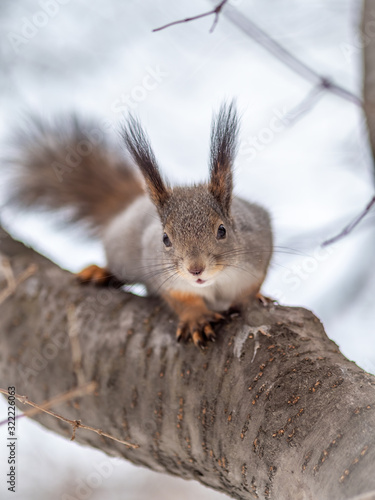 The squirrel funny sits on a branches in the winter or autumn on cloudy sky background © Dmitrii Potashkin