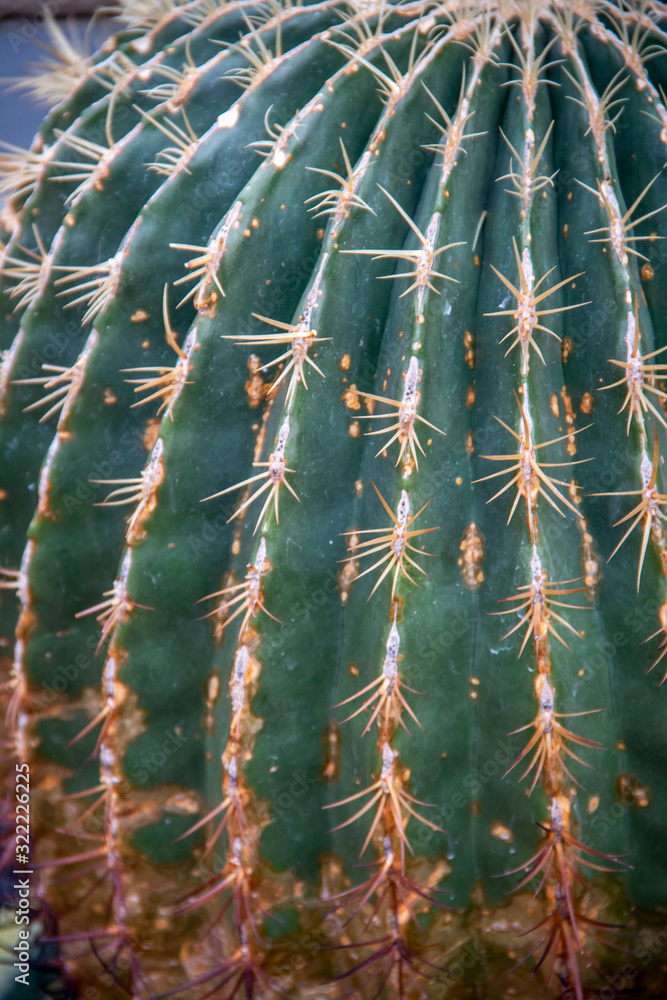 Closeup of a green cactus in the desert Closeup of a green cactus in the desert