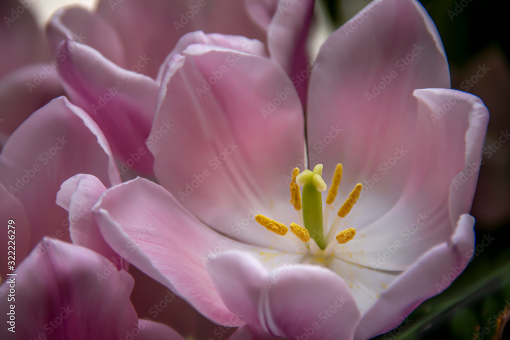 Closeup of the center of a pink flower