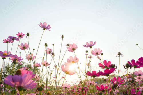 pink flowers on a white background cosmos © krin