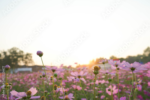 cosmos flowers in the field