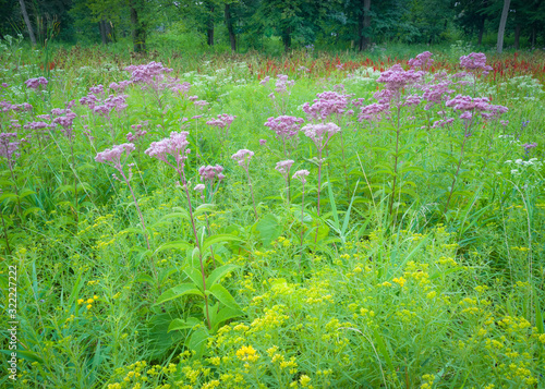 Native wildflower joe pye weed blooms along the marshy edge of a woodland habitat. photo