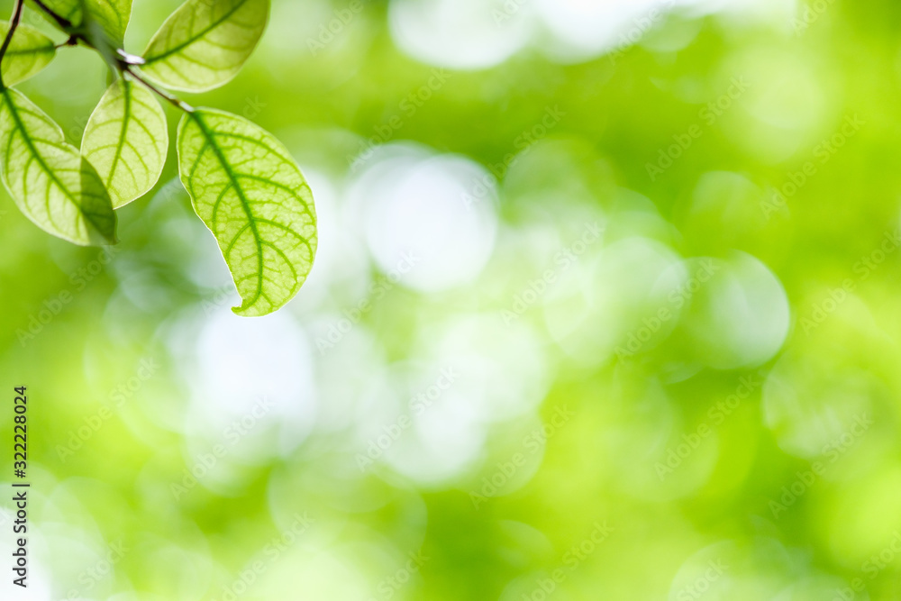 Beautiful nature view of green leaf on blurred greenery background in garden and sunlight with copy space using as background natural green plants landscape, ecology, fresh wallpaper concept. Beautiful nature view of green leaf on blurred greenery background in garden and sunlight with copy space using as background natural green plants landscape, ecology, fresh wallpaper concept.