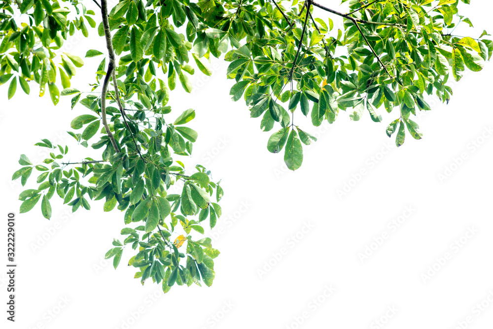 Obraz premium Leaves and branches on a white background