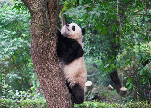 young panda climbing up and playing on the tree