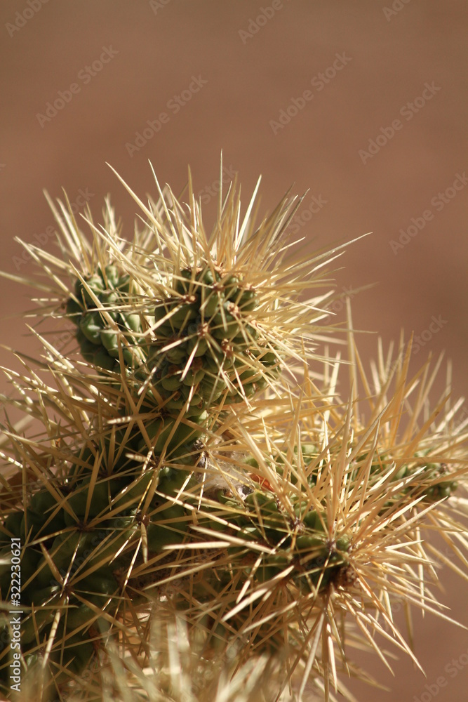 Jumping Catus Spines