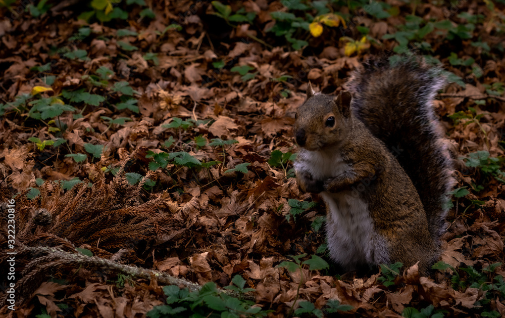squirrel eating nut squirrel eating nut