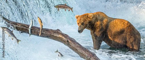 Panoramic view of an adult coastal brown bear standing in front of waterfalls with several salmon jumping through the air in their attempt to get upriver to natal waters. photo