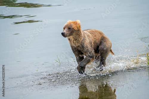 Subadult coastal brown bear run through shallow water.