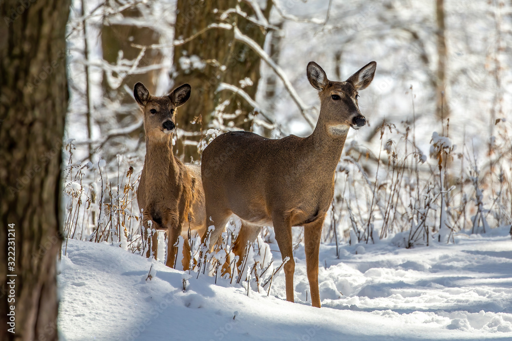 Deer. White-tailed deer on snow . Natural scene from Wisconsin state park. Hind and older fawn. Deer. White-tailed deer on snow . Natural scene from Wisconsin state park. Hind and older fawn.