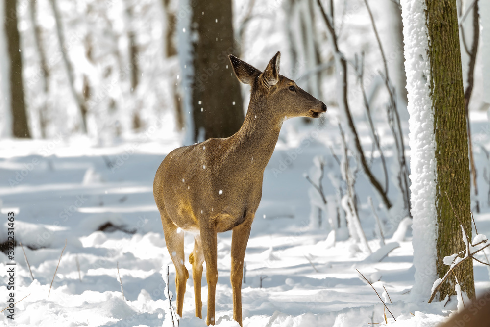 Fototapeta premium Deer. White-tailed deer on snow . Natural scene from Wisconsin state park. Hind and older fawn.
