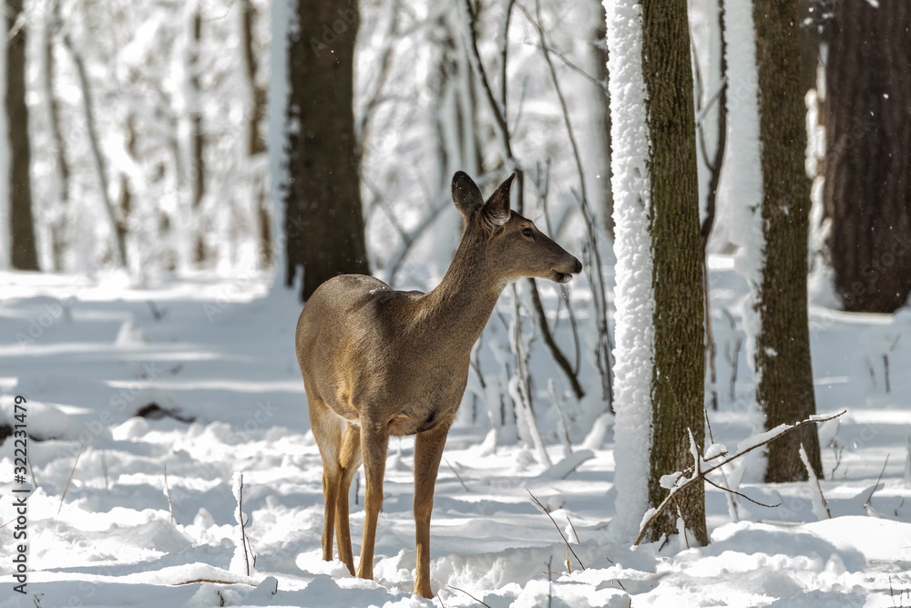 Deer. White-tailed deer on snow . Natural scene from Wisconsin state park. Hind and older fawn. Deer. White-tailed deer on snow . Natural scene from Wisconsin state park. Hind and older fawn.