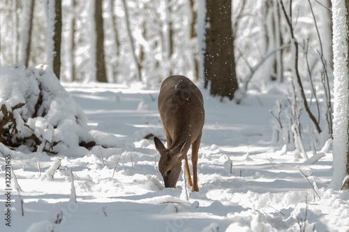 Deer. White-tailed deer on snow . Natural scene from Wisconsin state park. Hind and older fawn.