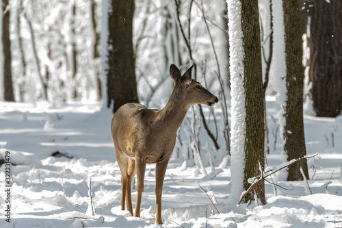 Deer. White-tailed deer on snow . Natural scene from Wisconsin state park. Hind and older fawn. © karel