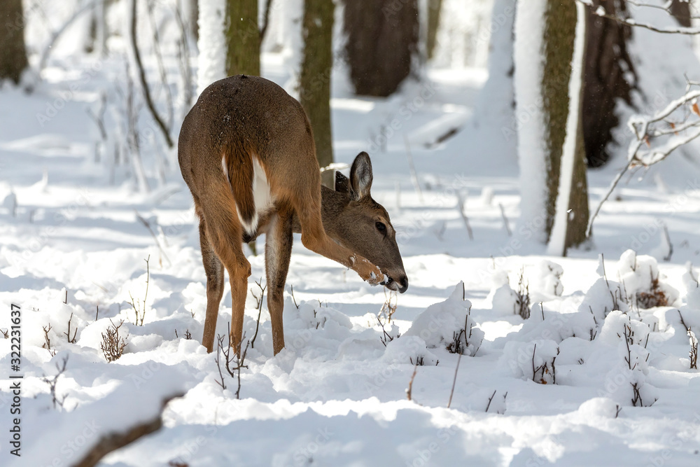 Deer. White-tailed deer on snow . Natural scene from Wisconsin state park. Hind and older fawn. Deer. White-tailed deer on snow . Natural scene from Wisconsin state park. Hind and older fawn.