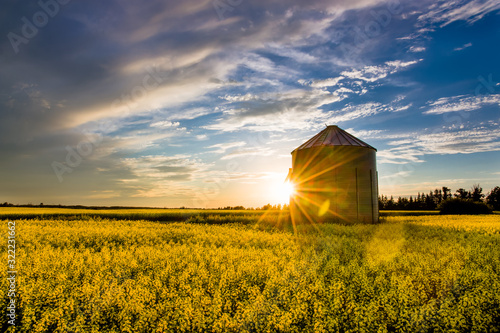 Fotografiet Sunset over a canola field and silo during summer on the prairie