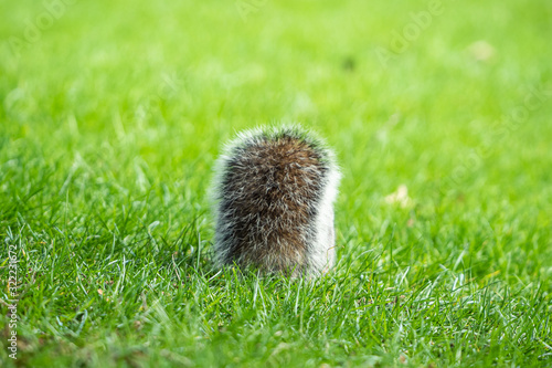 close up of a cute brown squirrel eating on green grass field back facing you with big fluffy tail