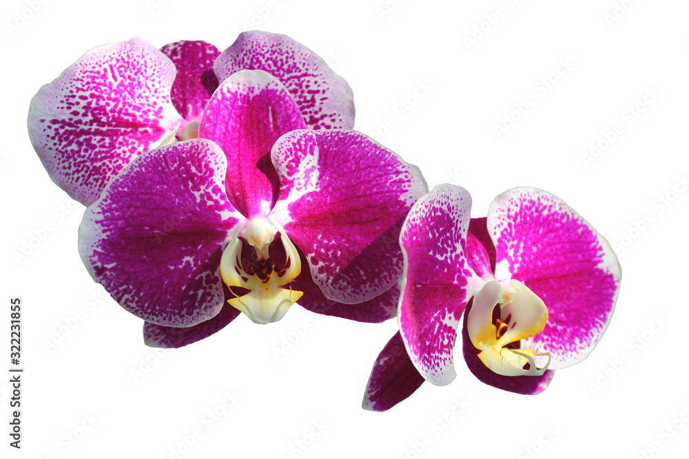 Purple Orchid Flower isolated on white background. orchid flowers on a white background. Beautiful pattern for celebration decoration design. Colorful decoration. Botany background. Floral background Purple Orchid Flower isolated on white background. orchid flowers on a white background. Beautiful pattern for celebration decoration design. Colorful decoration. Botany background. Floral background