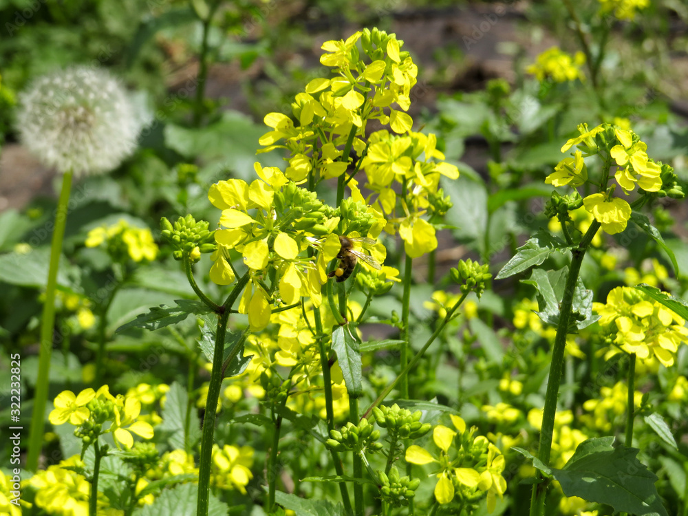 Fototapeta premium The bee collects nectar on the mustard flovers