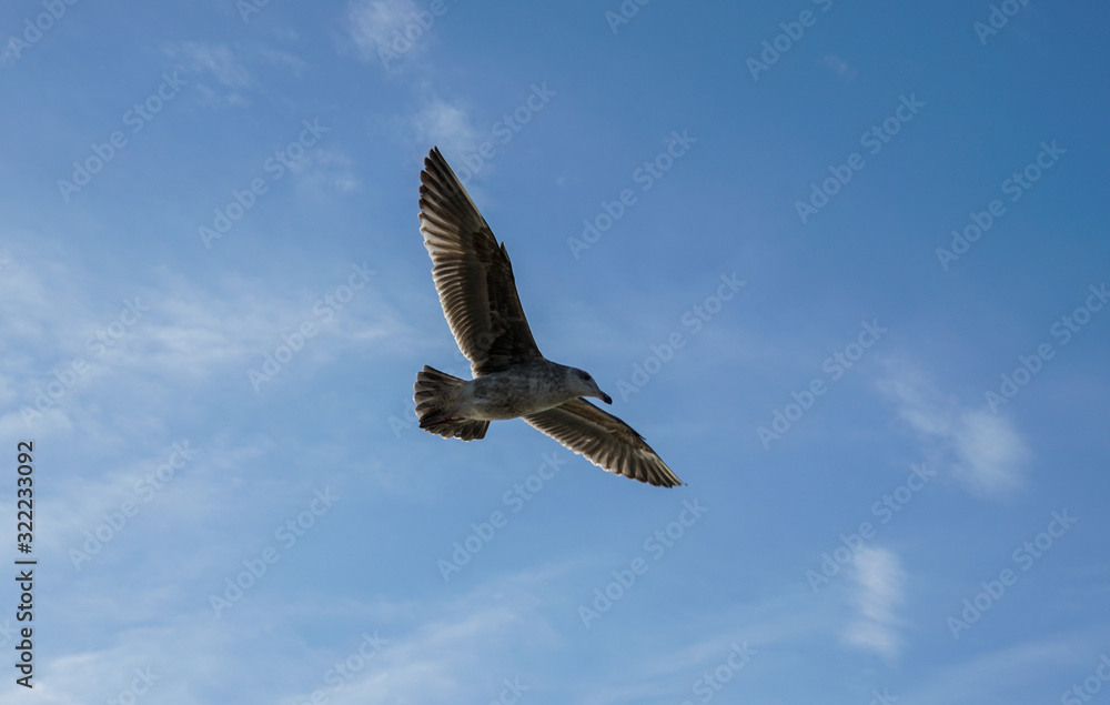 Obraz premium eagle in flight