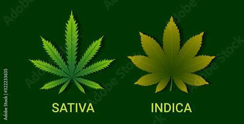 cannabis sativa and indica marijuana leaves drug consumption concept horizontal flat vector illustration