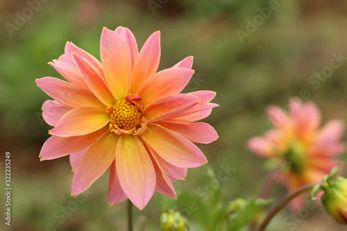 Single pink and orange color dalia flower