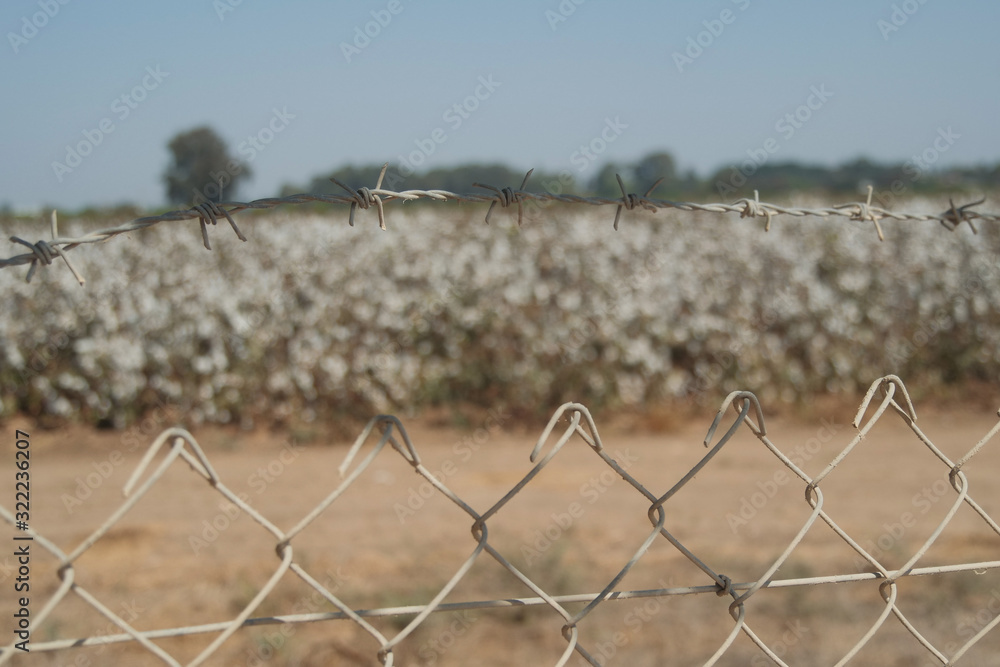 Field of white cotton. green tractor working in the field. fence. Field of white cotton. green tractor working in the field. fence.
